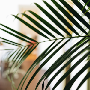 franchise écologiques en italie